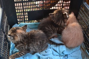 Üç  Kedi Yavrusu